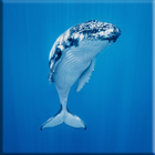 Blue Whale Sperrbildschirm Zeichen