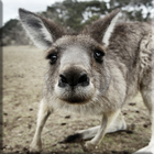 Écran de verrouillage kangouro icône