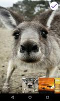 Écran de verrouillage kangouro Affiche
