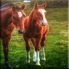 Horses Lock Screen ícone