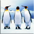 ikon Penguins Lock Screen