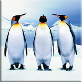 Penguins Lock Screen-icoon