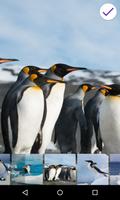 2 Schermata Penguins Lock Screen