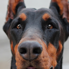 Dobermann Dogs新しいジグソーパズル アイコン