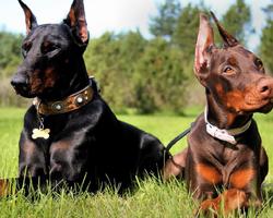 Dobermann Dogs新しいジグソーパズル スクリーンショット 3