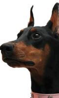 Dobermann Dogs New Jigsaw Puzzles 포스터