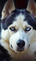 Huskies Jigsaw Dogs New Funs Jigsaw Puzzle screenshot 1