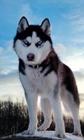 Huskies Jigsaw Dogs New Funs Jigsaw Puzzle screenshot 2