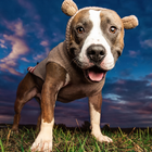 Pit Bulls Dogs neues Spaß-Puzzle Zeichen