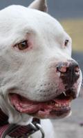 Pit Bulls Dogs New Funs Jigsaw Puzzle penulis hantaran