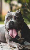 برنامه‌نما Pit Bulls Dogs New Funs Jigsaw Puzzle عکس از صفحه