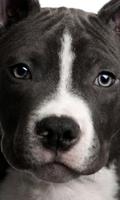 Pit Bulls Dogs neues Spaß-Puzzle Screenshot 2