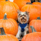 Yorkshire-Terrier-Hunde neues Spaß-Puzzle Zeichen