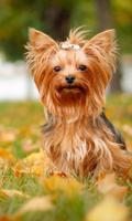 Anjing Terriers Yorkshire New Funs Jigsaw Puzzle screenshot 1