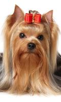 Yorkshire Terriers Dogs New Funs Jigsaw Puzzle capture d'écran 2