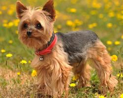 Anjing Terriers Yorkshire New Funs Jigsaw Puzzle screenshot 3