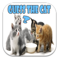 Guess The Pretty Cat