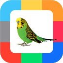 APK Flash Cards Birds for kids