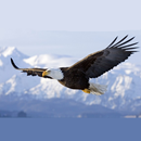 Сказка Востока APK