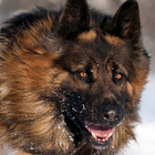 Chien De Berger Allemand LWP icône