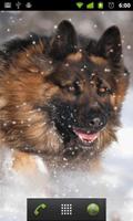 german shepherd dog wallpaper syot layar 1