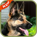 German Shepherd Wallpaper APK