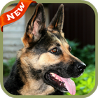 German Shepherd Wallpaper आइकन