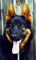 German Shepherd Wallpaper poster