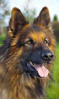 German Shepherd Wallpaper imagem de tela 1