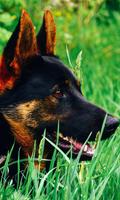 German Shepherd Wallpaper imagem de tela 3