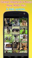 German Shepherd Wallpaper poster