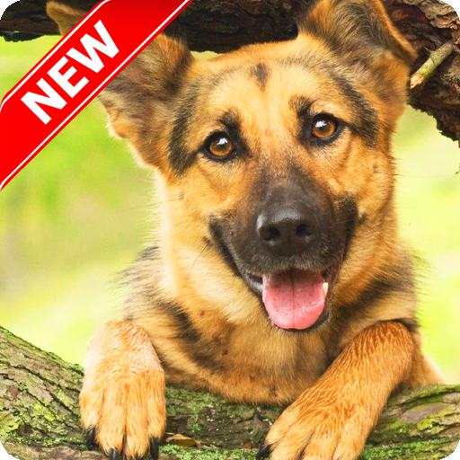 German Shepherd Wallpaper APK  for Android – Download German Shepherd  Wallpaper APK Latest Version from 