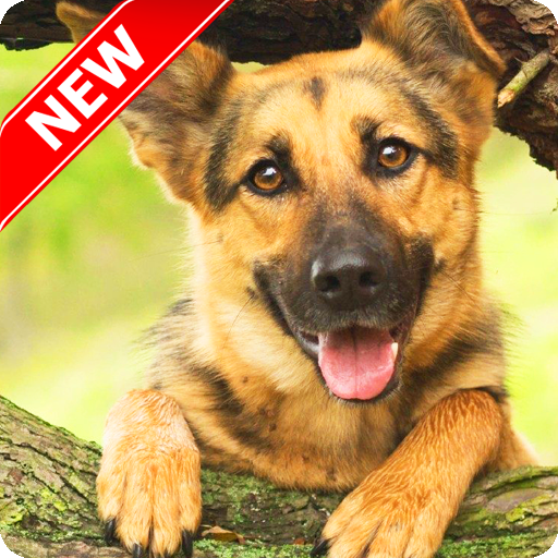 German Shepherd Wallpaper APK for Android – Download German Shepherd Wallpaper APK Latest Version from German Shepherd Wallpaper APK for Android – Download German Shepherd Wallpaper APK Latest Version from