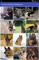 German Shepherd Wallpapers Poster