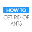 How To Get Rid of Ants‏‎ Fast