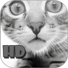 Cats Wallpapers for Galaxy S7 icon