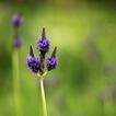 Essential Oils Recipes