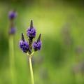 Essential Oils Recipes