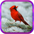 Bird Wallpapers HD
