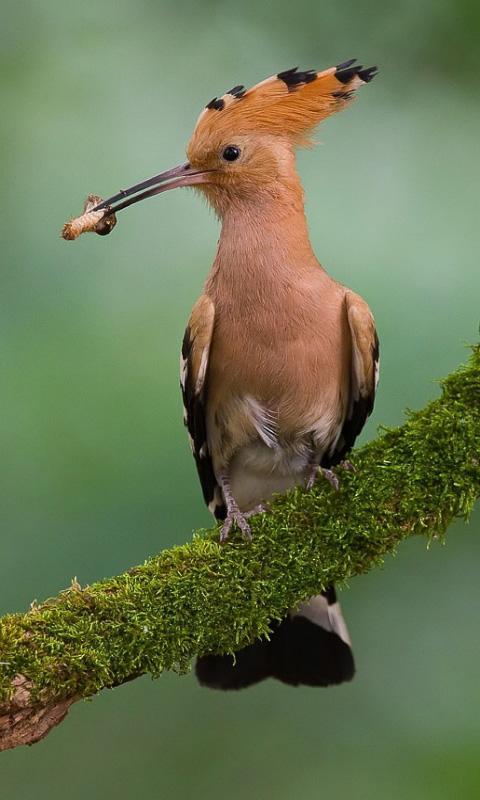 Bird Wallpapers HD APK pour Android Télécharger Bird Wallpapers HD APK pour Android Télécharger