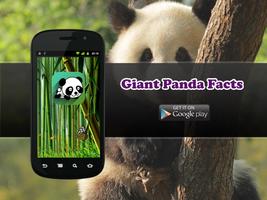 Giant Panda Facts and Info โปสเตอร์