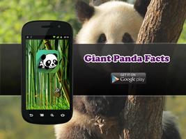 Giant Panda Facts and Info Cartaz