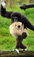 Gibbon Wallpaper syot layar 1