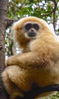 Gibbon Wallpaper ảnh chụp màn hình 2