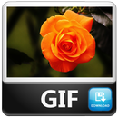 Gif de Rosas APK