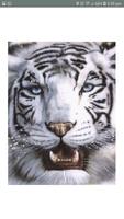 Tiger GIF gönderen