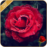 Rose GIF icône