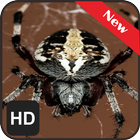 New Wallpaper Spider icône