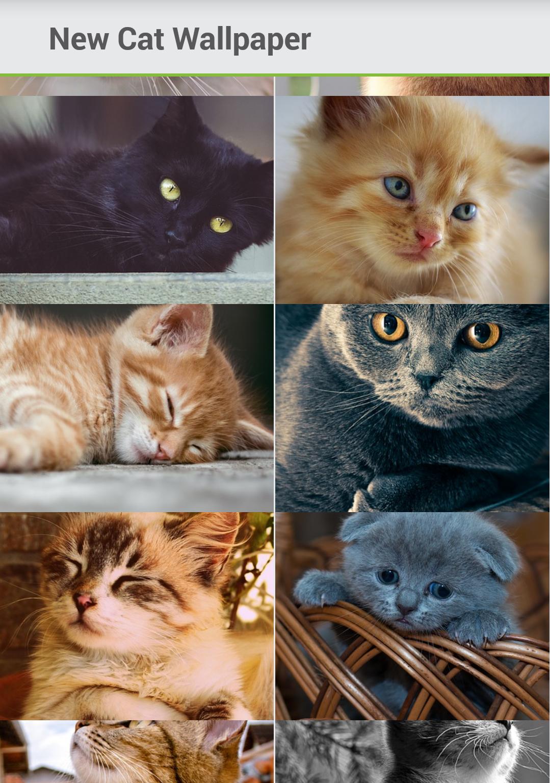 Wallpaper Kucing Lucu For Android APK Download