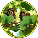 Owls Funny live wallpaper APK